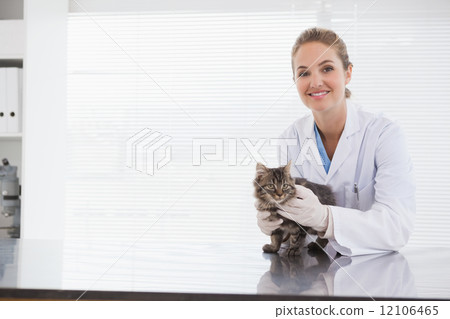 Vet examining a small cat 12106465