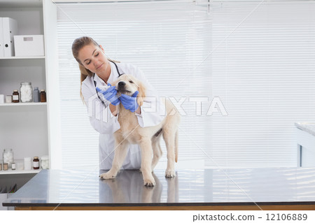 Vet checking a small dog 12106889