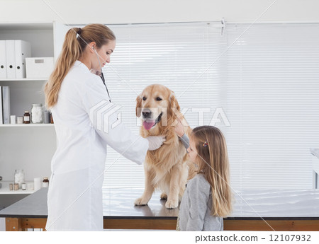 Happy vet checking a labrador 12107932