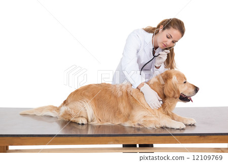 Vet checking a labradors heartbeat 12109769