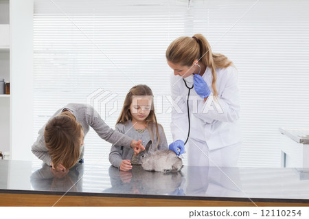 Vet examining a bunny rabbit 12110254
