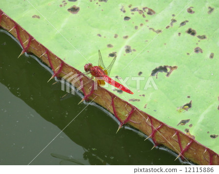 Male of Dragonfly Dragonfly lacking pigment development gene Male of Dragonfly Dragonfly lacking pigment development gene 12115886