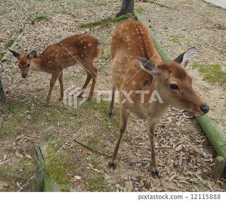 Summer hair deer Mother and child Nara park Summer hair deer Mother and child Nara park 12115888