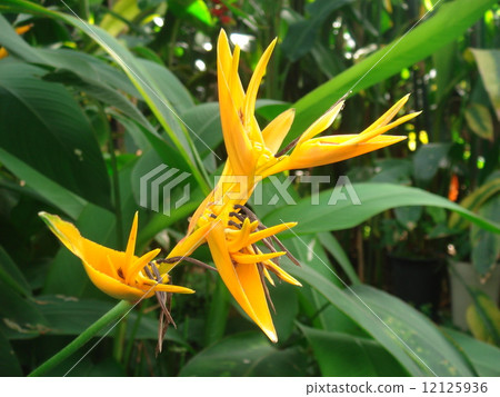 Yellow flowers 12125936