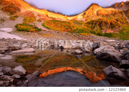 活潑的樹葉 12125960