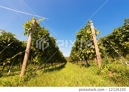 Italian Vineyards - Valpolicella Wine Italian Vineyards - Valpolicella Wine 12126195