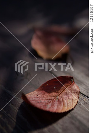 深秋 深秋 12126197