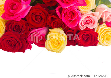 border of  multicolored  roses 12126819