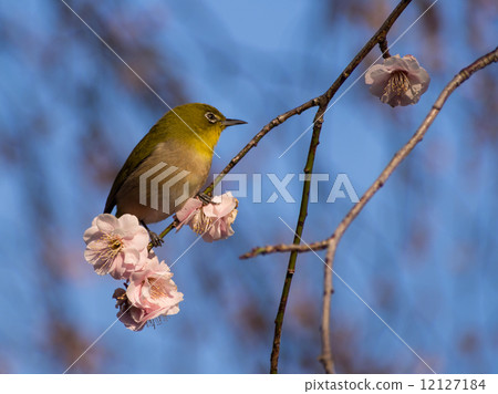 白眼 白眼 12127184