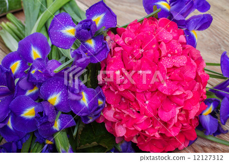 hortensia and iris flowers background hortensia and iris flowers background 12127312