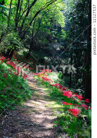 Higanbana  - 沐浴在一個小直徑的satoyama 12127537