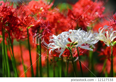 Higanbana  - 在Satoyama開花 12127538