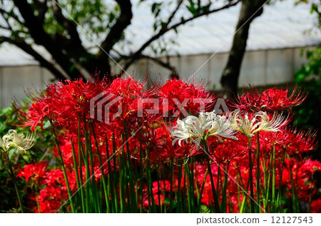 Higanbana  - 在Satoyama開花 12127543