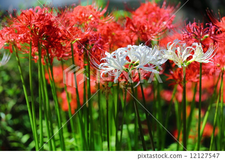Higanbana  - 在Satoyama開花 12127547