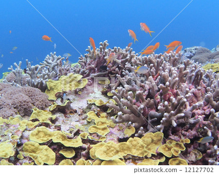 Ran festival of tropical fish 12127702