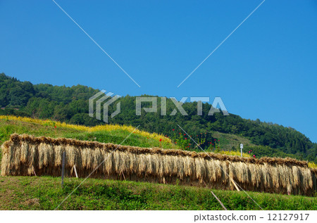 丟棄的梯田飯糰 丟棄的梯田飯糰 12127917