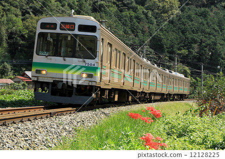 Chichibu Railway "Scenery along the railway line with blooming red spider lilies and trains" 12128225