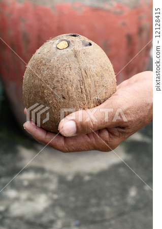 coconut 12128415