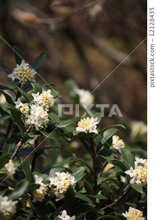 Zinbo紗布 Zinbo紗布 12128435