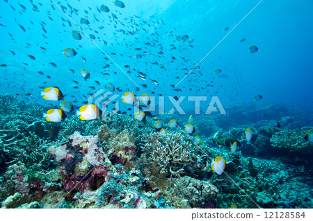 Kasumi蝴蝶群 12128584