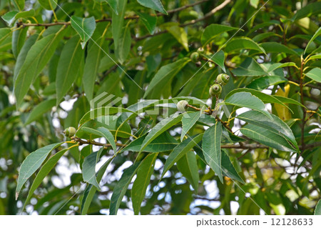 Tree · foxtail beech family 12128633