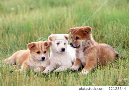 Cute little puppy 12128844