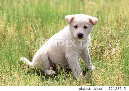 Cute little puppy 12128845