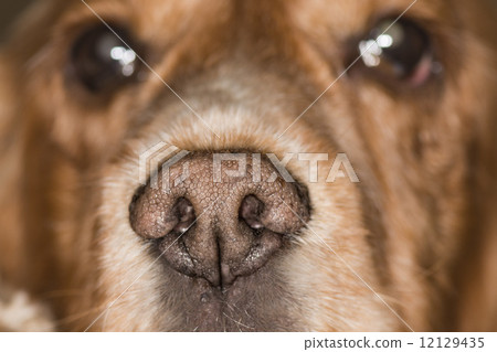 dog nose macro dog nose macro 12129435