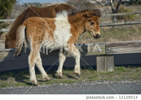Assateague horse baby young puppy wild pony 12129513