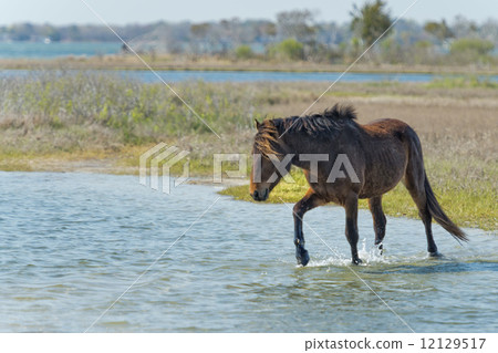 Assateague horse wild pony Assateague horse wild pony 12129517
