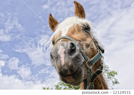 horse outside the house horse outside the house 12129531