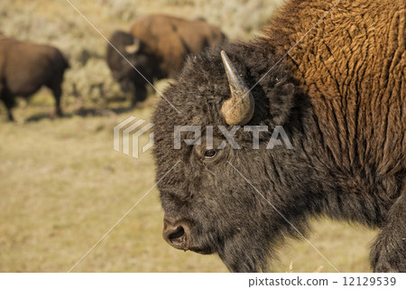 Buffalo Bison in Lamar Valley Yellowstone 12129539