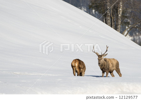 Deer on the snow background 12129577