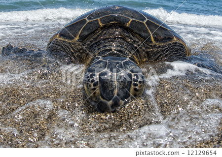 Green Turtle on sandy beach in Hawaii 12129654