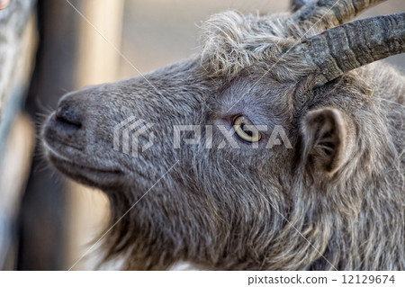 Eye detail of Brown goat sheep while looking at you 12129674
