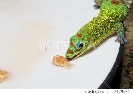 Gold dust day gecko while looking at you Gold dust day gecko while looking at you 12129675