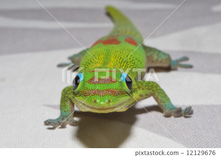 Gold dust day gecko while looking at you Gold dust day gecko while looking at you 12129676