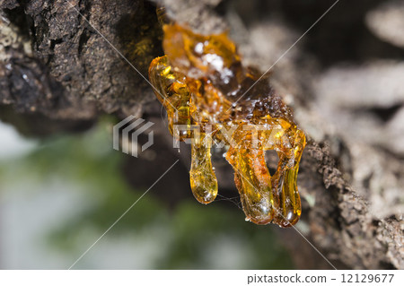 tree natural amber resin tree natural amber resin 12129677