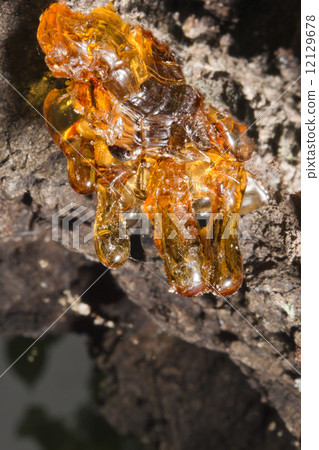 tree natural amber resin tree natural amber resin 12129678