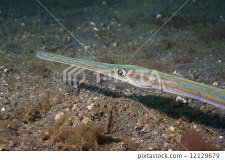 Cornet Trumpet Fish Fistularia commersonii Cornet Trumpet Fish Fistularia commersonii 12129679