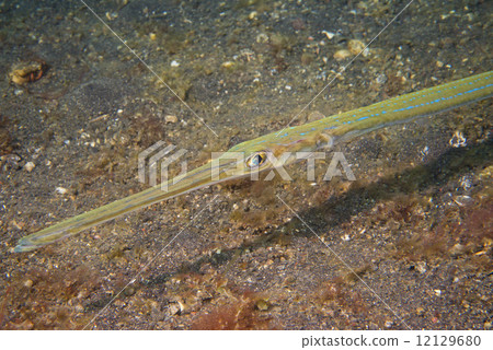 Cornet Trumpet Fish Fistularia commersonii 12129680