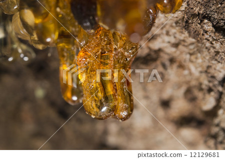 tree natural amber resin tree natural amber resin 12129681