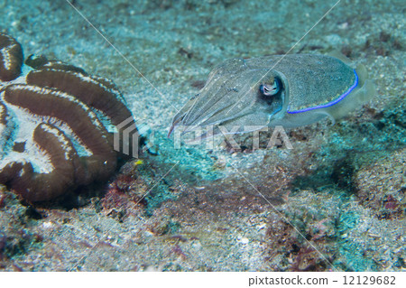Squid cuttlefish underwater on black lava sand much dive Squid cuttlefish underwater on black lava sand much dive 12129682