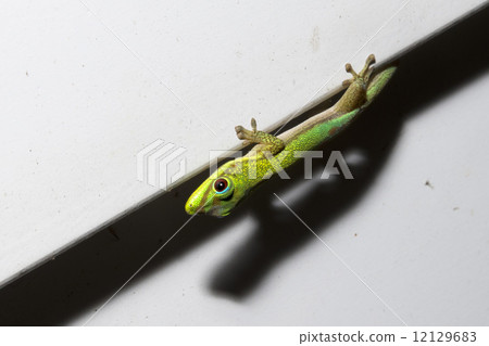 Gold dust day gecko while looking at you Gold dust day gecko while looking at you 12129683