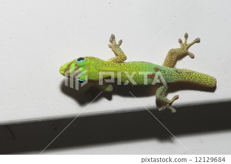 Gold dust day gecko while looking at you Gold dust day gecko while looking at you 12129684