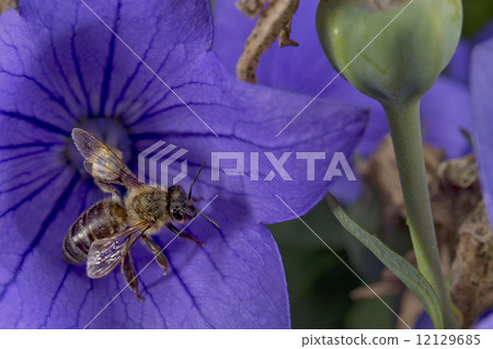 bee flying to you from flower bee flying to you from flower 12129685