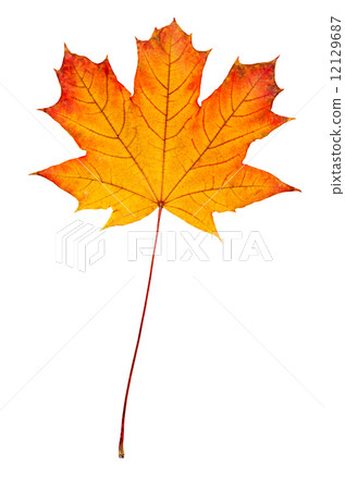 Maple leaf Maple leaf 12129687
