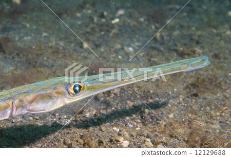 Cornet Trumpet Fish Fistularia commersonii Cornet Trumpet Fish Fistularia commersonii 12129688