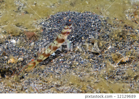 Goby fish Goby fish 12129689