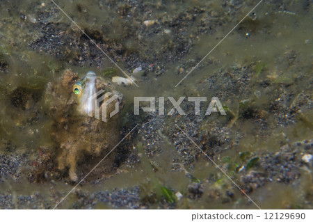 Goby fish Goby fish 12129690